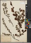 Foto von Salix aurita L.